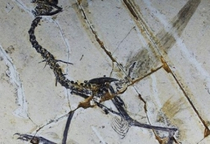 Paleontologi chinezi: Primele pasari de pe Terra aveau patru aripi