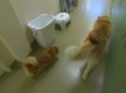 Un husky orb si-a gasit un prieten de incredere: un terrier care il insoteste peste tot