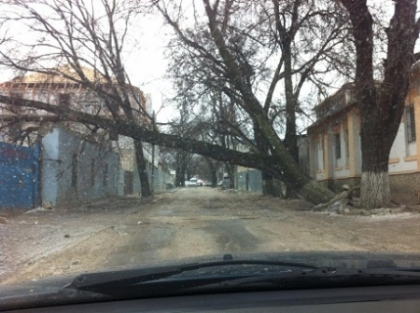 Vantul face ravagii si in capitala. Un copac a fost doborat la pamant Vantul face ravagii si in capitala. Un copac a fost doborat la pamant