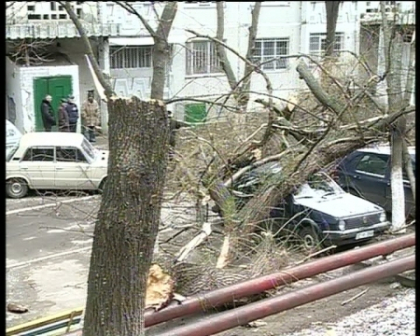 Prapad in capitala. Un barbat era cat pe ce sa fie strivit de un copac doborat de vantul puternic Prapad in capitala. Un barbat era cat pe ce sa fie strivit de un copac doborat de vantul puternic