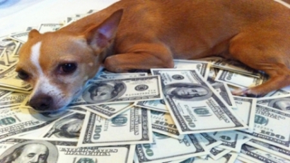 Un caine din Belarus a mostenit un MILION de dolari. Vezi ce va face cainele cu banii