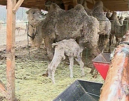Un pui de camila s-a nascut la Gradina Zoologica din Chisinau! Ingrijitorii nici macar nu banuiau Un pui de camila s-a nascut la Gradina Zoologica din Chisinau! Ingrijitorii nici macar nu banuiau