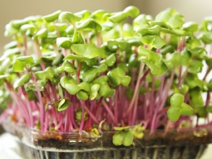 Arata ca legume in miniatura, dar au de 40 de ori mai multi nutrienti. Cum poti gati cu microplante