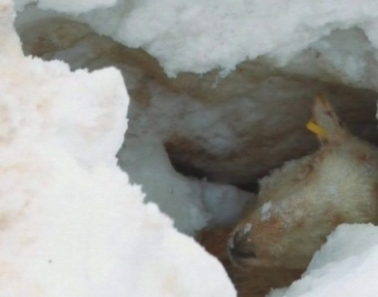 O turma de oi, salvata din avalansa! Timp de doua saptamani au stat sub zapada, fara hrana si apa