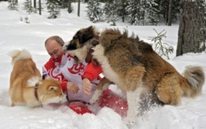 Vladimir Putin, doborat de doi caini fiorosi. Vezi ce a patit liderul rus in timpul unei sedinte foto Vladimir Putin, doborat de doi caini fiorosi. Vezi ce a patit liderul rus in timpul unei sedinte foto