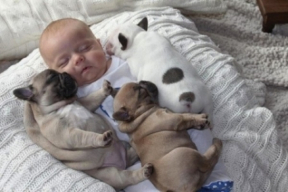 Te topesti cand ii vezi: un bebelus doarme alaturi de trei bulldogi francezi - FOTO
Te topesti cand ii vezi: un bebelus doarme alaturi de trei bulldogi francezi - FOTO