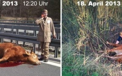 Se intampla chiar si in Germania. Politia, chemata doua zile la rand pentru vacile de pe autostrada Se intampla chiar si in Germania. Politia, chemata doua zile la rand pentru vacile de pe autostrada