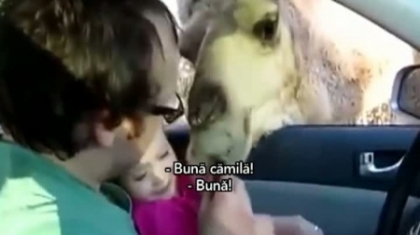 La un pas de tragedie la gradina zoologica: O camila incearca sa manance o fetita - VIDEO
La un pas de tragedie la gradina zoologica: O camila incearca sa manance o fetita - VIDEO