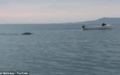 VIDEO. Creatura ciudata filmata intr-un estuar din Irlanda. "Seamana cu monstrul din Loch Ness"