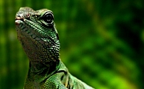 Previziune sumbra: 50% din speciile de plante si o treime din speciile de animale sunt in pericol