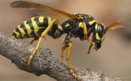 Un barbat a murit intepat de viespi. Politistii, uimiti cand au aflat ce facuse cu insectele