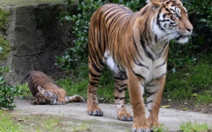 O ingrijitoare, ucisa de un tigru la un zoo dupa ce a intrat "in mod inexplicabil" in cusca acestuia