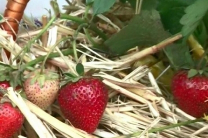 Recolta dulce vanduta la preturi piparate! La festival producatorii puteau fi numarati pe degete Recolta dulce vanduta la preturi piparate! La festival producatorii puteau fi numarati pe degete
