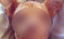 Tuna, catelul care a cucerit internetul cu fata sa unica - FOTO Tuna, catelul care a cucerit internetul cu fata sa unica - FOTO