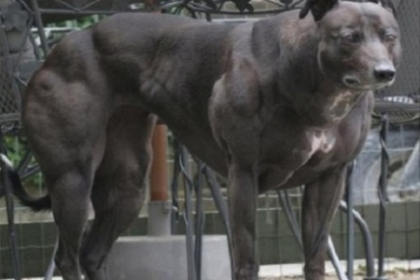 Acest animal este supranumit cainele SCHWARZENEGGER! Afla de ce - FOTO Acest animal este supranumit cainele SCHWARZENEGGER! Afla de ce - FOTO