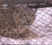 Patronul echipei Milsami Orhei a luat sub ocrotire leopardul de la Zoo Patronul echipei Milsami Orhei a luat sub ocrotire leopardul de la Zoo