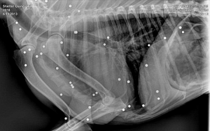 Medicii, uluiti in fata radiografiei. "A fost impuscat de 100 de ori. E un miracol ca traieste"