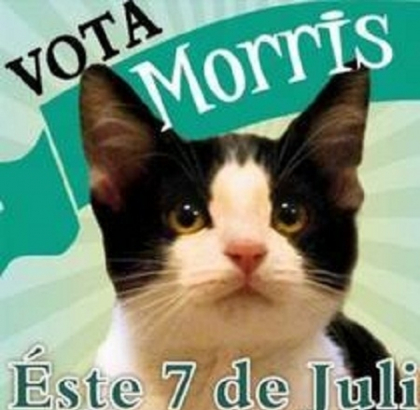 Lupta politica ANIMALICA: Un motan a fost inscris in cursa electorala pentru PRIMARIA unui oras