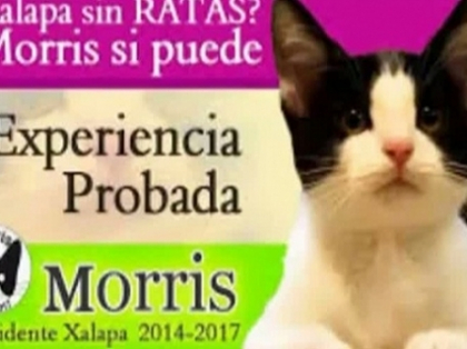 Motanul candidat: Morris vrea sa ajunga primarul localitatii mexicane Xalapa! Tu ai vota o pisica? Motanul candidat: Morris vrea sa ajunga primarul localitatii mexicane Xalapa! Tu ai vota o pisica?