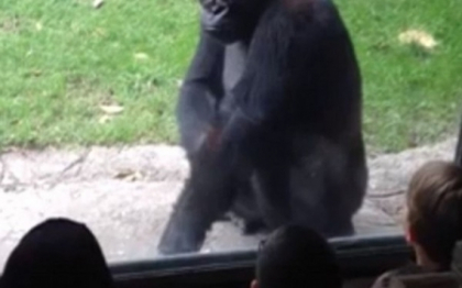 Satula de maimutareala unor copii, o gorila le da o lectie pe care n-o vor uita prea curand. VIDEO Satula de maimutareala unor copii, o gorila le da o lectie pe care n-o vor uita prea curand. VIDEO