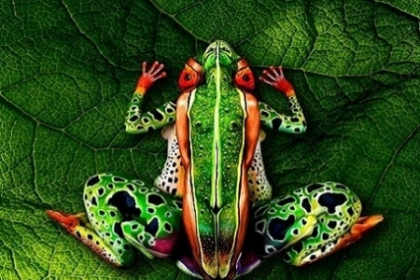 ILUZII OPTICE de exceptie! Priveste atent, crezi ca este o broasca in imagine? - FOTO ILUZII OPTICE de exceptie! Priveste atent, crezi ca este o broasca in imagine? - FOTO