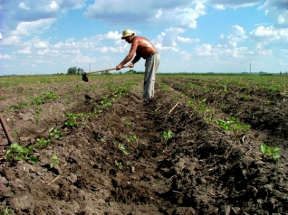 Parlamentul va examina saptamana aceasta revenirea la 8% TVA in agricultura