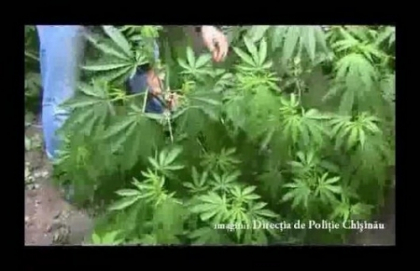 Crestea canepa in gradina casei. Un barbat din Sangera, retinut Crestea canepa in gradina casei. Un barbat din Sangera, retinut