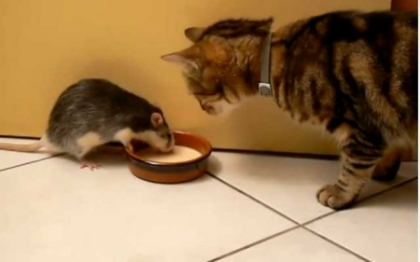Incredibil: cum impart "frateste" un castron cu lapte un sobolan si o pisica!VIDEO
