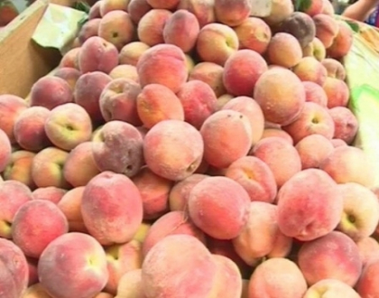 Grindina din luna iunie a facut pagube: Fructele si legumele la preturi mici aduc pierderi producatorilor Grindina din luna iunie a facut pagube: Fructele si legumele la preturi mici aduc pierderi producatorilor