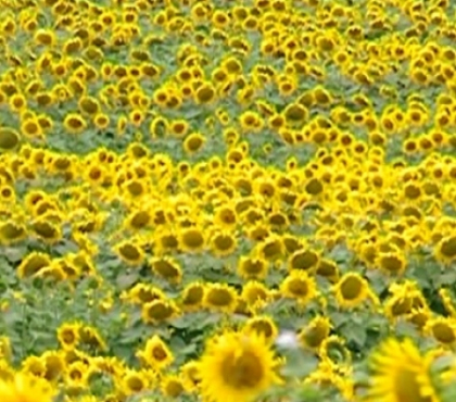 Cu un ochi plang si cu altul rad: Din tot raul provocat de ploi, recolta de floarea-soarelui va fi mai mare Cu un ochi plang si cu altul rad: Din tot raul provocat de ploi, recolta de floarea-soarelui va fi mai mare