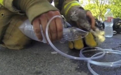 Un pompier salveaza dintr-o casa in flacari o pisica si o readuce la viata cu masca de oxigen. VIDEO Un pompier salveaza dintr-o casa in flacari o pisica si o readuce la viata cu masca de oxigen. VIDEO