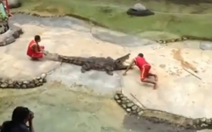 Imagini socante. Un dresor din Thailanda este muscat de cap de un crocodil, in timpul unui spectacol Imagini socante. Un dresor din Thailanda este muscat de cap de un crocodil, in timpul unui spectacol