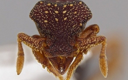 33 de specii noi de furnici descoperite in America Centrala. Sub microscop, arata ca un "Alien"