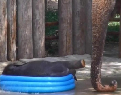 Un pui de elefant a facut senzatie la gradina zoologica din Texas. Vezi cum a amuzat vizitatorii