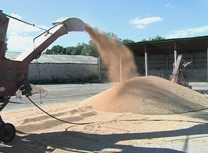 Avem paine, dar tot nu suntem fericiti. Marea problema cu care se confrunta acum agricultorii Avem paine, dar tot nu suntem fericiti. Marea problema cu care se confrunta acum agricultorii