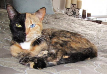 Este cat se poate de real: Venus - pisica cu doua fete, face senzatie pe internet! VIDEO