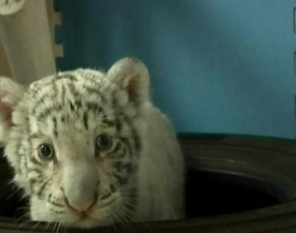 Premiera la o gradina zoologica din Peru: Un pui de tigru bengalez s-a nascut in captivitate Premiera la o gradina zoologica din Peru: Un pui de tigru bengalez s-a nascut in captivitate