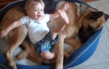 Reactia adorabila a unui ciobanesc german. Cum se comporta cand bebelusul nu il lasa sa doarma Reactia adorabila a unui ciobanesc german. Cum se comporta cand bebelusul nu il lasa sa doarma