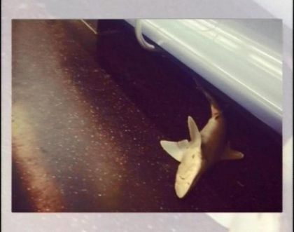 Un pui de rechin mort a fost descoperit intr-un metrou din New York Un pui de rechin mort a fost descoperit intr-un metrou din New York