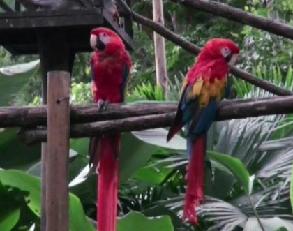 Costa Rica, prima tara din lume care ar putea inchide toate gradinile zoologice Costa Rica, prima tara din lume care ar putea inchide toate gradinile zoologice