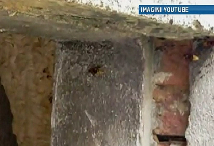 Un padurar din Cimislia a murit dupa ce a fost intepat de un gargaun Un padurar din Cimislia a murit dupa ce a fost intepat de un gargaun