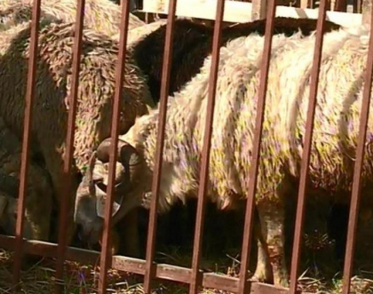 "Cu oile e mai greu decat cu femeile". Cele mai frumoase copitate, expuse la un targ din Cimislia "Cu oile e mai greu decat cu femeile". Cele mai frumoase copitate, expuse la un targ din Cimislia