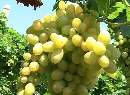 Miliarde de lei vor fi investiti in agricultura in urmatorii 7 ani. Ce prevede strategia de dezvoltare