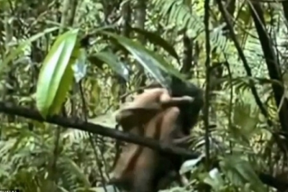 Imagini rare surprinse in jungla braziliana. Cercetatorii nu se asteptau la o astfel de intalnire Imagini rare surprinse in jungla braziliana. Cercetatorii nu se asteptau la o astfel de intalnire