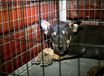 Sterilizati, chiar de ziua lor! Mai multi maidanezi din capitala au fost dusi la veterinar
