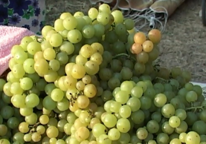 Struguri multi, cumparatori putini: Suntem nevoiti sa lasam roada pe deal sau sa producem mai mult vin Struguri multi, cumparatori putini: Suntem nevoiti sa lasam roada pe deal sau sa producem mai mult vin