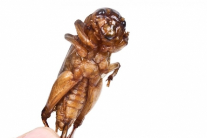 Insectele cu proprietati nutritionale incredibile. Expertii sustin ca ar trebui consumate peste tot in lume Insectele cu proprietati nutritionale incredibile. Expertii sustin ca ar trebui consumate peste tot in lume