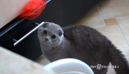 ADORABIL! Cum a reactionat o pisicuta prinsa la furat - VIDEO ADORABIL! Cum a reactionat o pisicuta prinsa la furat - VIDEO