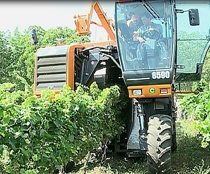 Struguri recoltati cu o combina multifunctionala: "Le va usura munca de doua ori"