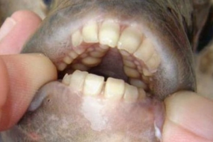 Pestele care ataca organele genitale masculine a ajuns in apele din Europa Pestele care ataca organele genitale masculine a ajuns in apele din Europa